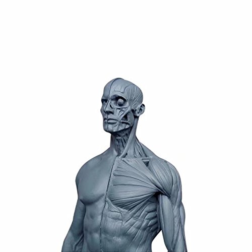 BoNew-Oral 30CM Human Anatomical Anatomy Skull Head Body Muscle Bone Resin Model by BONEW - Image 7