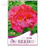 Como se muestra en la imagen Potseed 2018 Rojo Geranio Univalve Semillas Semillas perenne de Flores, Paquete Original, 6 Semillas, atraen a Las Mariposas de luz hasta su jardín A144
