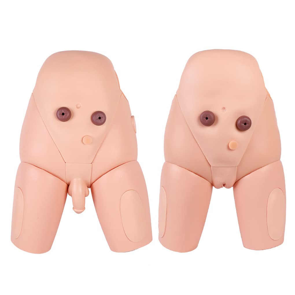 Modèle de cathétérisme Interchangeable Masculin et féminin 55 x 38 x 20 cm pour cathétérisme urinaire de poupée pour Mannequin de simulateur Interchangeable d'allaitement