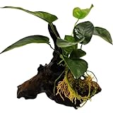 Wasserpflanzen Wolff