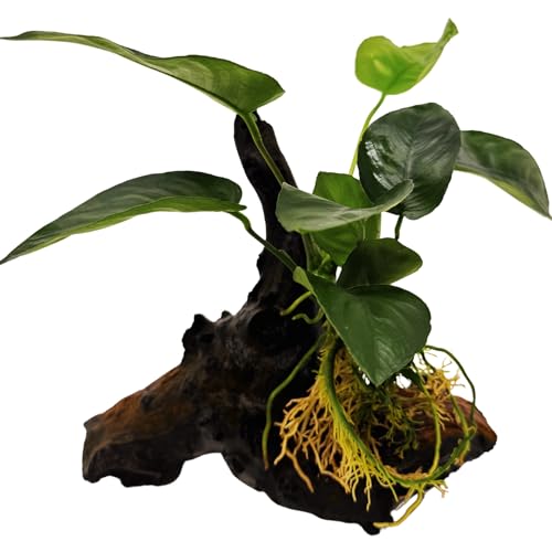 WASSERPFLANZEN WOLFF - Mopani-Wurzel mit Breitblättrigem Speerblatt – Anubias barteri | Robuste Aufsitzerpflanze & Vordergrundpflanze | barschfest, pflegeleicht & langlebig | Bicolor-Eisenholz