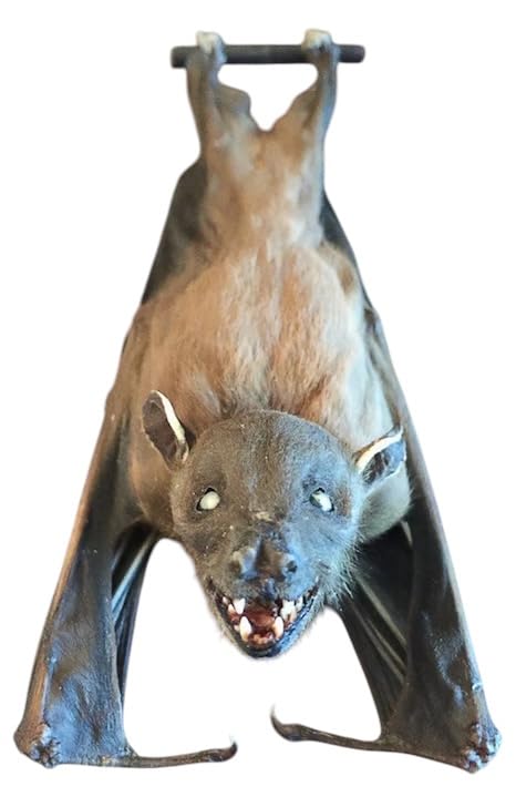 Real Preserved MUMMIFIED BAT Ready to Fly Position Cynopterus Brachyotis - Scientific Specimen - Artem Mortis