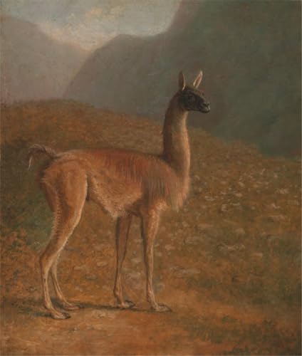 Guanaco de Jacques Laurent Agasse affiche 60x90cm reproduction art