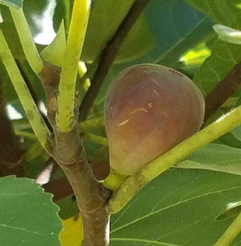 7 Fresh And Premium Cuttings Brown Turkey Fig Ficus Carica Trees For Propagation Cold Hardy #TOP1