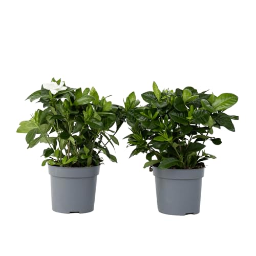 Are gardenias safe for dogs