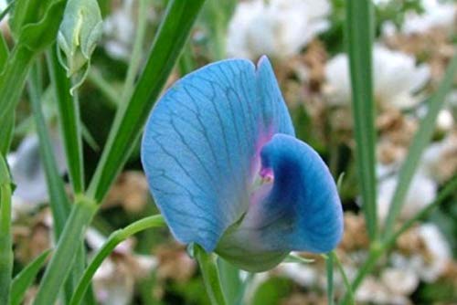 Chickling Vetch Seeds (25+ Seeds)