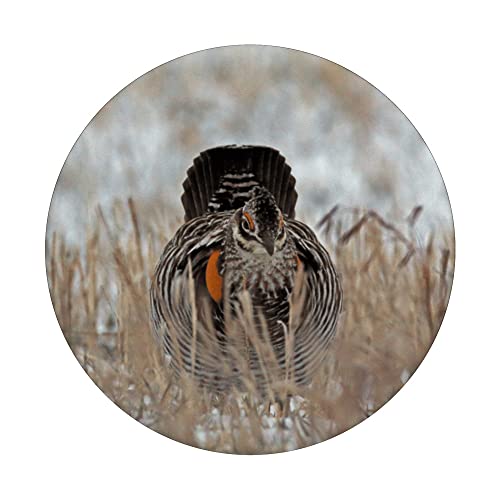 Prairie Chicken PopSockets Swappable PopGrip, Black - Image 3