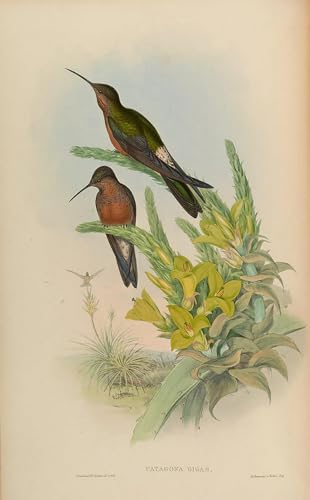Tableau oiseau Patagona Gigas John Gould toile 60x90cm SERENDIPITP