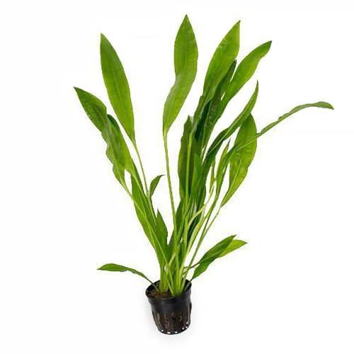 SubstrateSource Echinodorus Peruensis Sword Plant