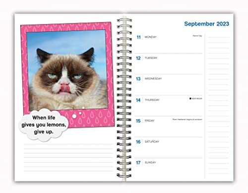 Grumpy Cat