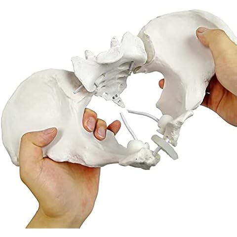 Modelo de pelvis femenina flexible Evotech Cover