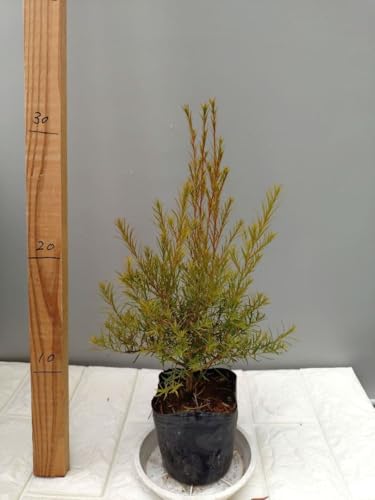 オージープランツ」の人気商品一覧 | 安い商品を通販サイトから探す