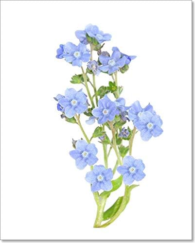 Amazon Com Barewalls Forget Me Not Paper Print Wall Art 10in X 8in Posters Prints