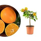 Meine Orangerie