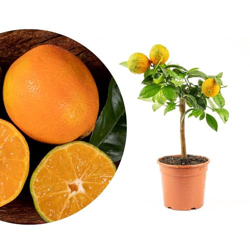 Meine Orangerie Mini-Zitruspflanze im Ø15 cm Topf – Calamondin, Kumquat, Chinotto, Zitrone u.v.m. – Höhe inkl. Topf ca. 40–50 cm – Mediterranes Flair für Balkon & Wohnung (Rote Limette)