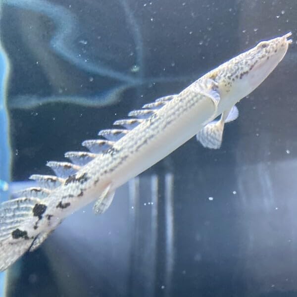 ポリプテルス デルヘッジィ 約9-13cm 1匹 （東南アジアブリード）※選別不可 - 5