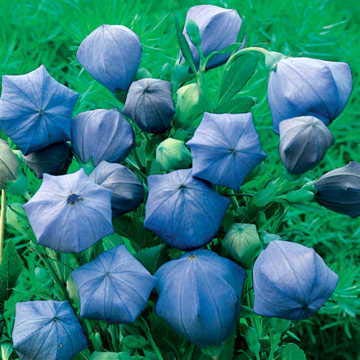 Park Seed Komachi Balloon Flower Seeds