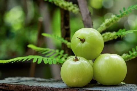 Image of Golden Bloom Thai Grafted Green Amla Fruit Plant And Tree Pack Of 1 Plant Height 1 FT