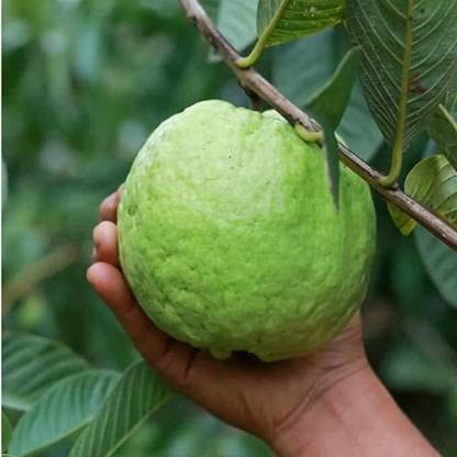 Bhumi Enterprise All Time Big Size KG Guava Plant,Amrud Plant "Special Variety" (B0C3W29NWP) Amazon Price History, Amazon Price Tracker
