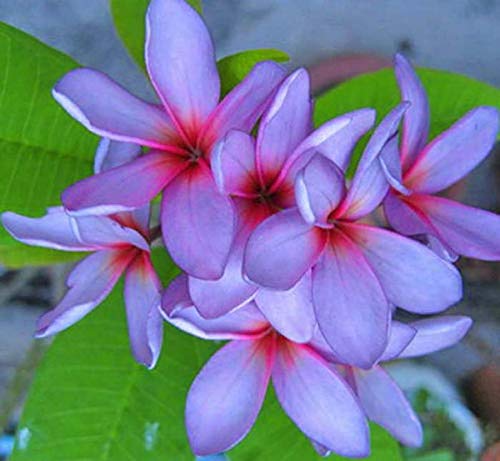 Amazon.com : 5 Light Purple Pink Plumeria Seeds Plants Flower Seed
