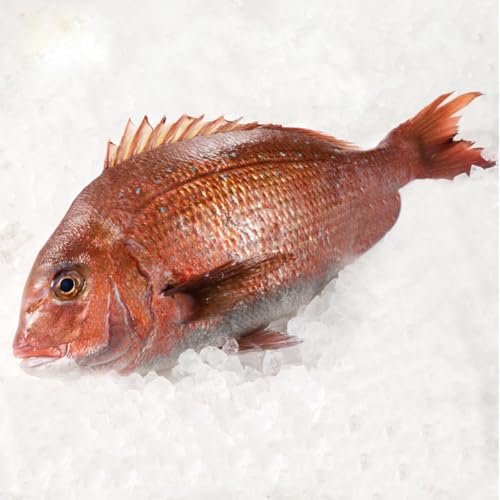 渡邉水産 穂州鯛1尾(1200g以上)下処理なし[佐賀県玄海町]穂州鯛 鯛 冷蔵 下処理済み 刺身 煮つけ 焼き魚 お吸い物 新鮮 鮮魚 1200g 〜 1700g 三枚おろし お取り寄せ グルメ ふるさと納税 ギフト 贈答用 佐賀県 玄海町 家庭用