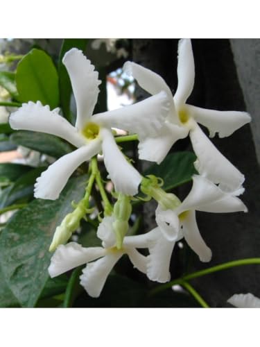 Falso Gelsomino "Rhyncospermum jasminoides" 12 piante in vaso con canna h 70 cm Vivaio di Castelletto