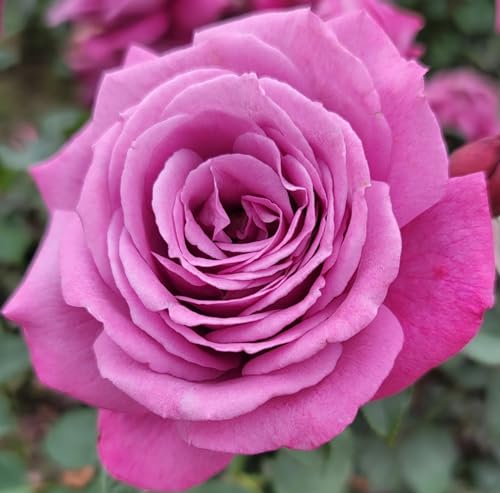 Heirloom Lavender Rose Bush Rose Bushes Ready to Plant 2 Quart Pot Plant Gifts Roses Live Plants (Lavender - Heirloom Rose)