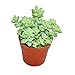 Exotenherz Sedum morganianum burritum - Affenschaukel - 5,5cm Topf