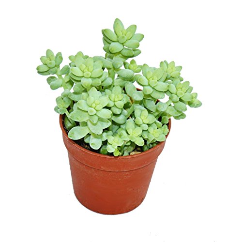 Exotenherz Sedum morganianum burritum - Affenschaukel - 5,5cm Topf