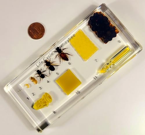 Image of Lifecycle of a Honeybee in 5.5 inch Crystal Clear Lucite Resin Paperweight Preserved Taxidermy Crafts Collection Biology Science Education Display Supplies Specimen