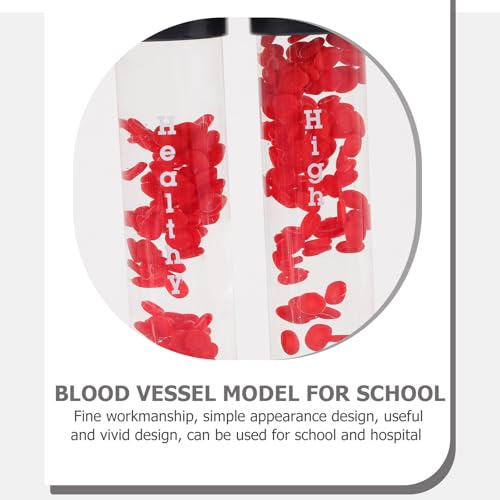 Image of Model for Teaching Educational Display for Comparison Anatomical Demonstration Tool for Schools and Hospitals High-Grade Material Simple Design
