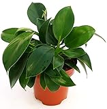 PHILODENDRON BIRKIN MEASURE, planta real