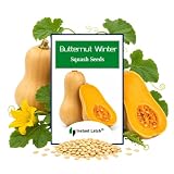 30 Butternut Winter Squash Seeds for Planting Non GMO Heirloom Seeds