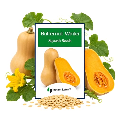 30 Butternut Winter Squash Seeds for Planting Non GMO Heirloom Seeds Fresh Fruit Garden Seed