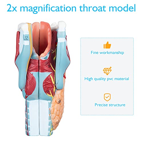 Image of Larynx Model - Anatomically Accurate Throat Model 2X Enlarged Pharynx Model Scientific Anatomy Model of Human Larynx