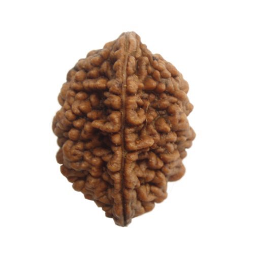RUDRADIVINE 2 Mukhi Rudraksha with Certified, Standard, Natural Brown (B07CRNDZXJ) Amazon Price History, Amazon Price Tracker
