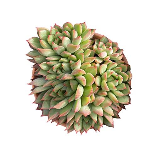 Live Succulent 4" Echeveria 'Mebina', Rare Succulents Plants Fully Rooted in 4-inch Pots with Soil, Easy-Care House Plant for DIY, Home Office Decor, Wedding Party Favor Gift