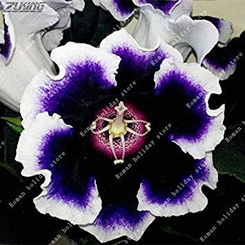 SEMI -ZLKING 100pcs Colore facoltativo Gloxinia Semi e Sinningia Speciosa del Fiore del seme cinese rari semi perenne Fiore 8