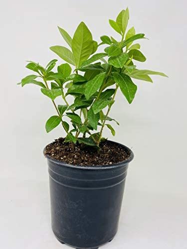 Summer Snow Gardenia - Live Plant - Quart Pot By Jmbamboo #TOP24