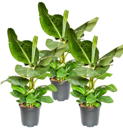 Pflanze Plus | 3er-Set Bananenpflanze | Musa | Ø 40-50 cm | ø 12-15cm Topf | Pflegeleichte Zimmerpflanzen für Wohnung und Büro | Qualität vom Pflanzen Profi