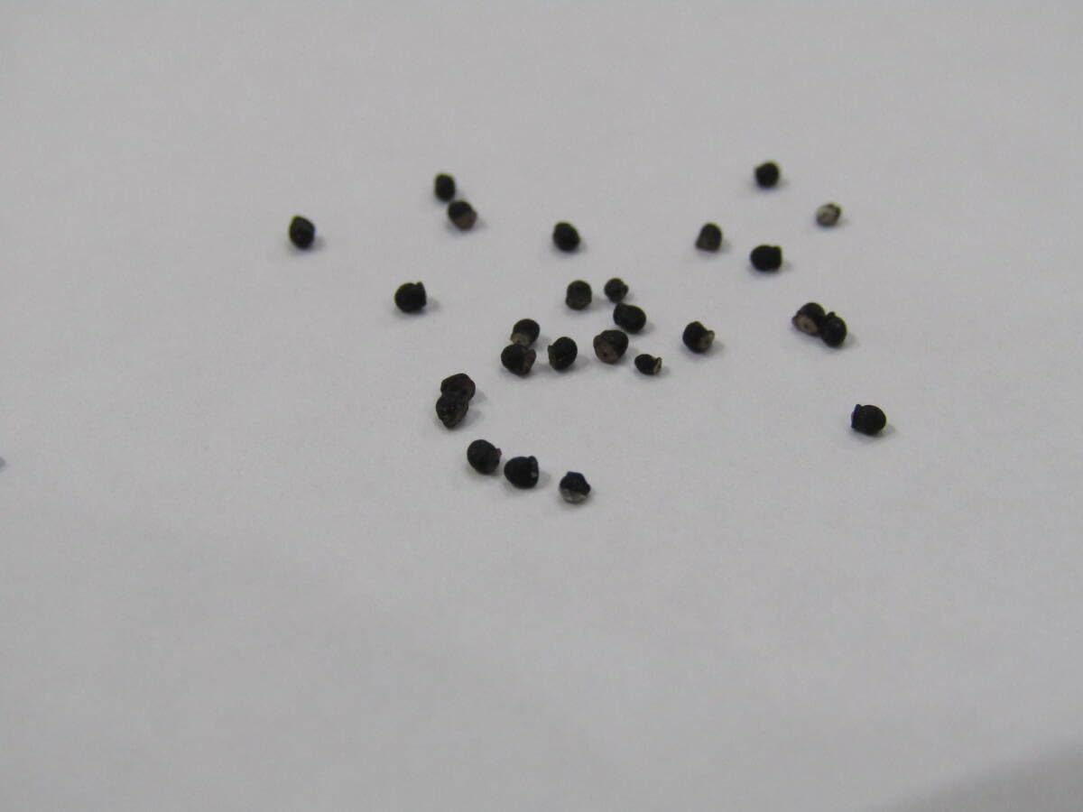 Amazon.co.jp: サボテン 種子 ベルソルディ 牡丹の舞 Mammillaria