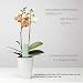 WANFEI Monitor Planta Inteligente, Medidor de Suelo Humedad Inteligente Plant Monitor Bluetooth...