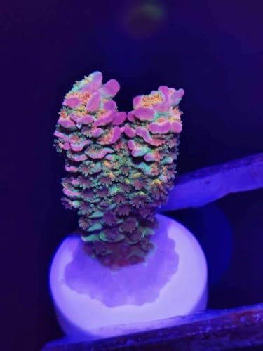 Image of 36pcs Coral frag Plug Base Frag Plugs 2pcs 5g Aquarium Glue Coral Glue
