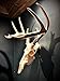 Backcountry Innovated | The Buck Plug | Integrated Deer Skull Hanger | Durable Construction | European Skull Mount Hanger | Taxidermy