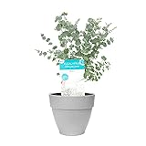 ÄTHERISCHE ÖLE - Die hohe Konzentration an ätherischen Ölen macht die Pflanze zwar giftig, aber vertreibt mit dem Duft auch Mücken! Heißes Wasser setzt die Öle der Eukalyptus Blätter frei, sodass sie sich auch gut für ein Erkältungsbad eignen!
