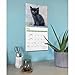 Black Kittens Calendar 2026