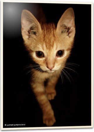 Print Photo Paper Museum Quality Unframed 17.28 x 23.88 in / Print "OSCAR" by JADAIS