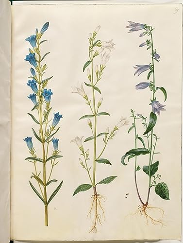 Prints Toile Gentiana pneumonanthe Hans Simon Holtzbecker Tableau Salon 60x90