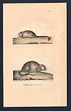  Haselmaus Maus Mäuse Loir Muscardin Original Lithographie lithography