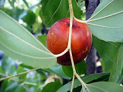 Amazon.co.jp: 巨大実ナツメ 【皇帝】 1年生苗 : DIY・工具・ガーデン